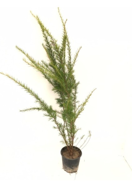 Videolu Muhteşem Görüntüsüyle Gravilla Çiçeği (70 120 Cm)1 Adet Saksılı Dış Mekan Bitkisi fırsatları