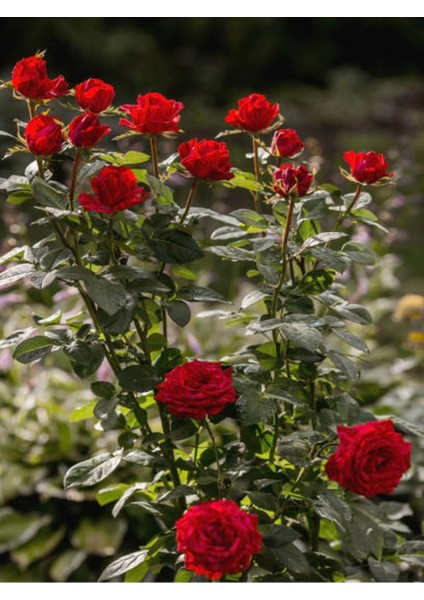 Videolu Yediveren Yoğun Kokulu Kırmızı Renkli (30 50CM) 1 Adet Aşılı Gül Red Rose