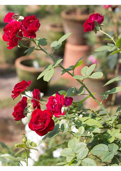 Videolu Yediveren Yoğun Kokulu Kırmızı Renkli (30 50CM) 1 Adet Aşılı Gül Red Rose