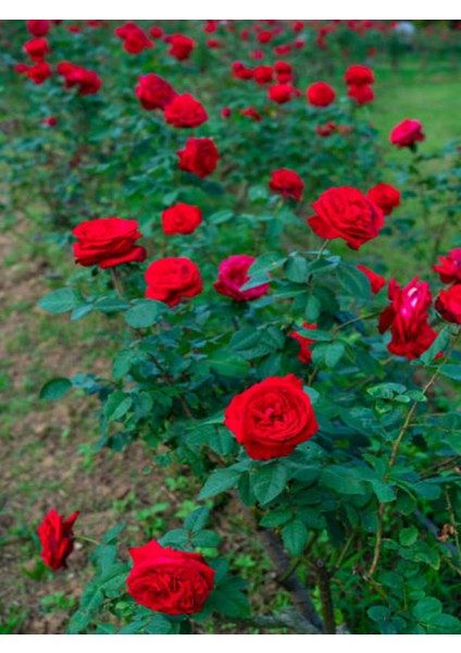 Videolu Yediveren Yoğun Kokulu Kırmızı Renkli (30 50CM) 1 Adet Aşılı Gül Red Rose