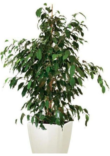 Videolu 1 Adet Benjamin Çiçeği Fidanı 55-60 cm Saksılı Çiçekli Bodur Bitkiler Ficus Benjamina