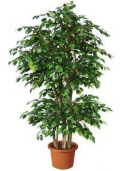 Videolu 1 Adet Benjamin Çiçeği Fidanı 55-60 cm Saksılı Çiçekli Bodur Bitkiler Ficus Benjamina