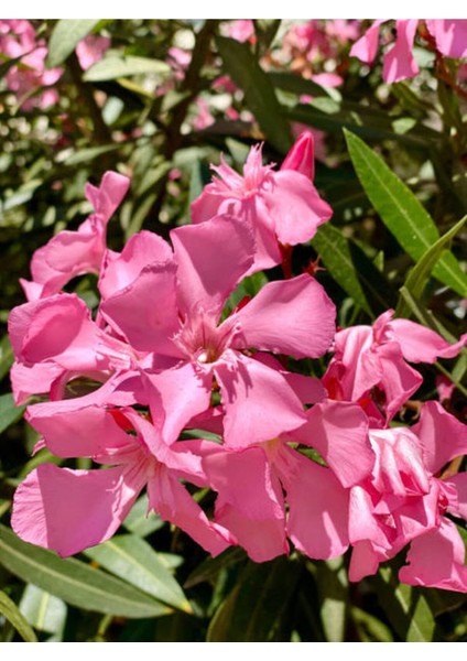 Videolu 1 Adet Pembe Renk Zakkum Çiçeği Fidanı 40-60 cm Saksılı Çiçekli Bodur Bitkiler Oleander