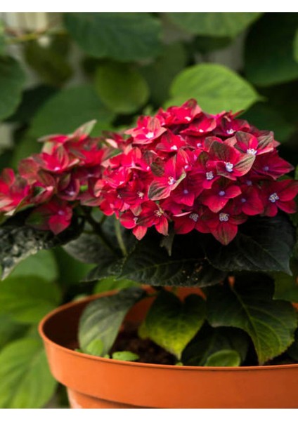 Videolu Kırmızı Ortanca (30 60 Cm)1 Adet Saksılı Çiçekli Bodur Bitki Hydrangea Macrophylla