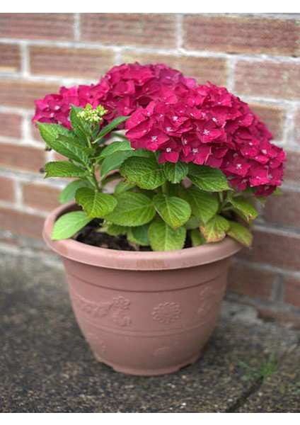 Videolu Kırmızı Ortanca (30 60 Cm)1 Adet Saksılı Çiçekli Bodur Bitki Hydrangea Macrophylla