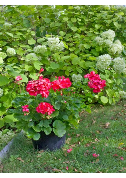Videolu Kırmızı Ortanca (30 60 Cm)1 Adet Saksılı Çiçekli Bodur Bitki Hydrangea Macrophylla