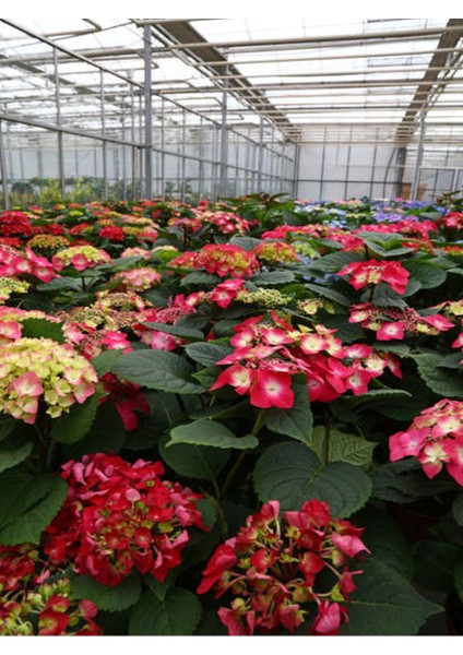 Videolu Kırmızı Ortanca (30 60 Cm)1 Adet Saksılı Çiçekli Bodur Bitki Hydrangea Macrophylla