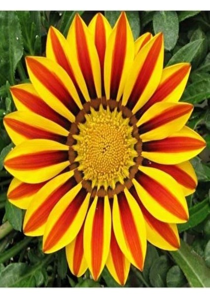 Videolu Turuncu Gazanya (5 15 Cm)10 Adet Saksılı/ Tüplü Çiçekli Bodur Bitki Gazania fiyatları