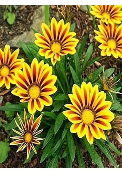 Videolu Turuncu Gazanya (5 15 Cm)10 Adet Saksılı/ Tüplü Çiçekli Bodur Bitki Gazania modelleri