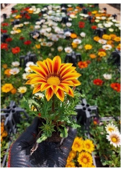 Videolu Turuncu Gazanya (5 15 Cm)10 Adet Saksılı/ Tüplü Çiçekli Bodur Bitki Gazania fırsatları