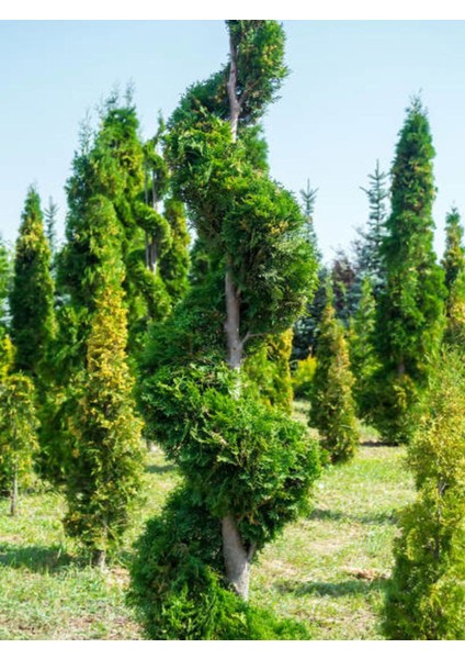 Videolu Leylandi Fidanı Kokulu (10 25 Cm)20 Adet Tüplü Dış Mekan Ağaç Cupressus Leylandii