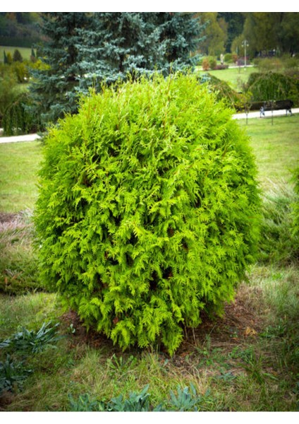 Videolu Limon Kokulu Limon Selvi Fidanı (30 40 Cm)15 Adet Tüplü Dış Mekan Ağaç Cupressus Macrocarpa