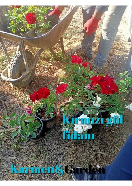 Gül Fidanı Kırmızı Saksılı