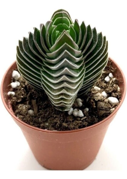 Crassula Buddha's Temple 5.5cm