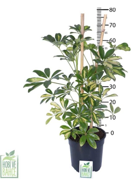 Alacalı Şeflera - Schefflera Arboricola (Gold Capella) - Bitki Boyu 60-80 cm fiyatları