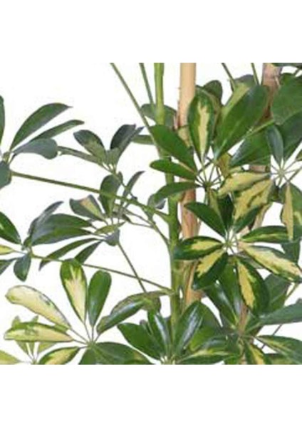Alacalı Şeflera - Schefflera Arboricola (Gold Capella) - Bitki Boyu 60-80 cm modelleri