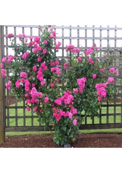 Videolu Pembe Sarmaşık Gül Fidanı Kokulu (90 140 Cm)1 Adet Tüplü Aşılı Gül Pink Rose