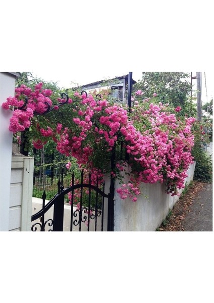 Videolu Pembe Sarmaşık Gül Fidanı Kokulu (90 140 Cm)1 Adet Tüplü Aşılı Gül Pink Rose