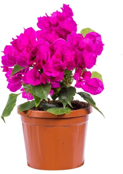 Bougainvillea 'vera Deep Purple' - Koyu Pembe Bodur Begonvil Bitkisi - 30-40 cm