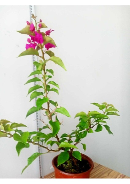 Bodur Begonvil Bougainvillea (Ev - Balkon Begonvil) Bougainvillea