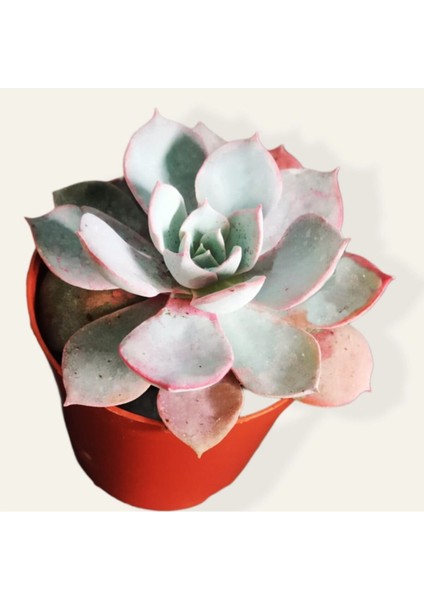 Echeveria Morning Beauty Sukulent /hediyelik /teraryum Malzemesi / Süs Bitkisi