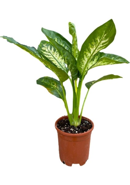 Difenbahya Bitkisi - Dieffenbachia Tropical Snow 30 - 50 cm
