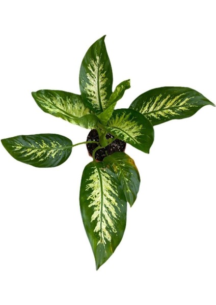 Difenbahya Bitkisi - Dieffenbachia Tropical Snow 30 - 50 cm
