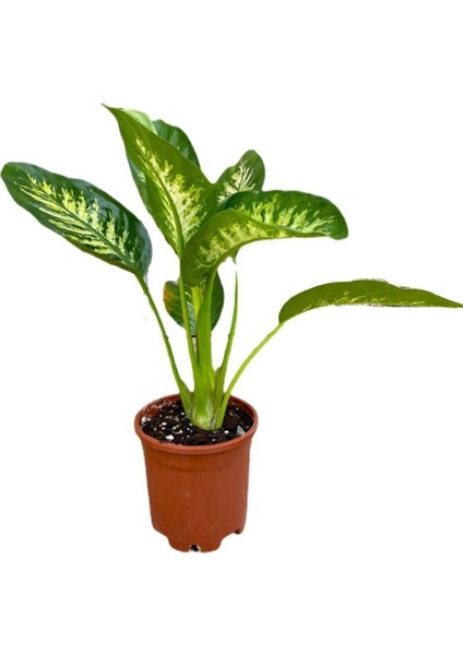 Difenbahya Bitkisi - Dieffenbachia Tropical Snow 30 - 50 cm