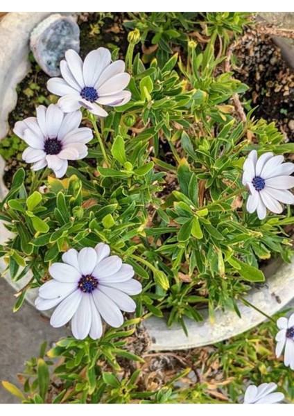Bodrum Papatyası (Afrika Papatyası) - Osteospermum Ecklonis Beyaz Renkli