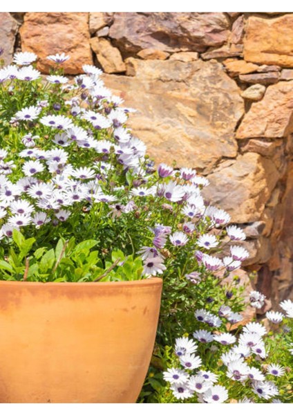 Bodrum Papatyası (Afrika Papatyası) - Osteospermum Ecklonis Beyaz Renkli
