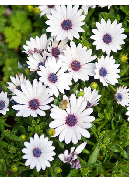 Bodrum Papatyası (Afrika Papatyası) - Osteospermum Ecklonis Beyaz Renkli