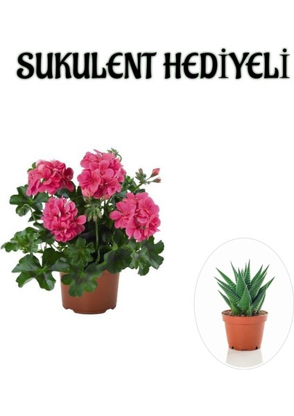 Hediyelik Pembe Sakız Sardunya Çiçeği Fidanı Kadınlar Gününe Özel Sukulent Hediyeli
