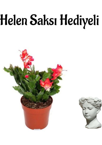 Hediyelik Kırmızı Yılbaşı Çiçeği Kadınlar Gününe Özel Helen Saksı Hediyeli