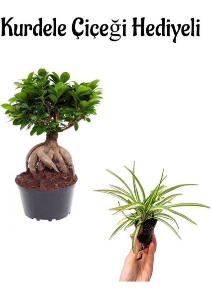 Hediyelik Bonsai Bitkisi-Çiçeği Kadınlar Gününe Özel Kurdele Çiçeği Hediyeli