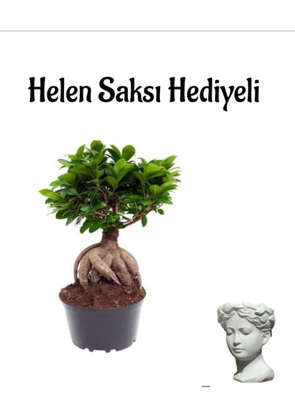 Hediyelik Bonsai Bitkisi-Çiçeği Kadınlar Gününe Özel Helen Saksı Hediyeli