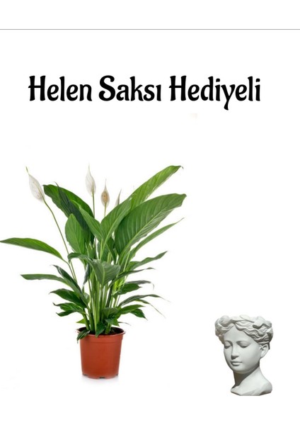 Hediyelik Zarif Beyaz Barış Çiçeği Kadınlar Gününe Özel Helen Saksı Hediyeli