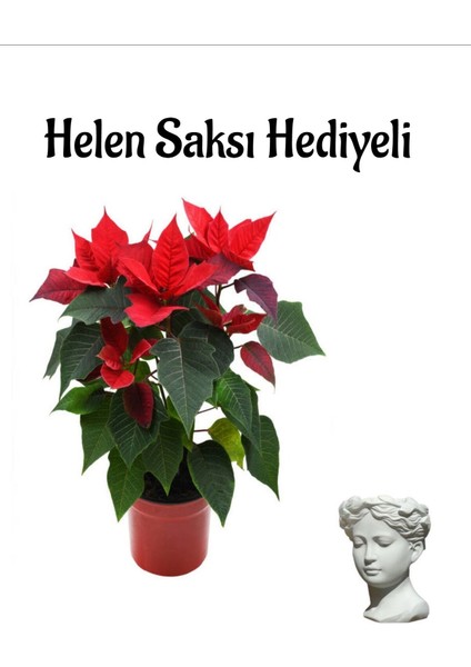 Özel Gün Bitkisi Ponsetya Atatürk Çiçeği Sevgililer Gününe Özel Helen Saksı Hediyeli