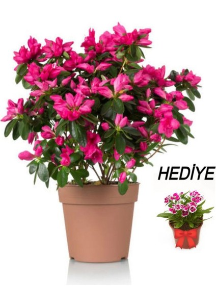 Videolu Kadınlar Gününe Özel Hüsnüyusuf Hediyeli Açelya Bitkisi (20 30CM)1 Adet Rhododendron