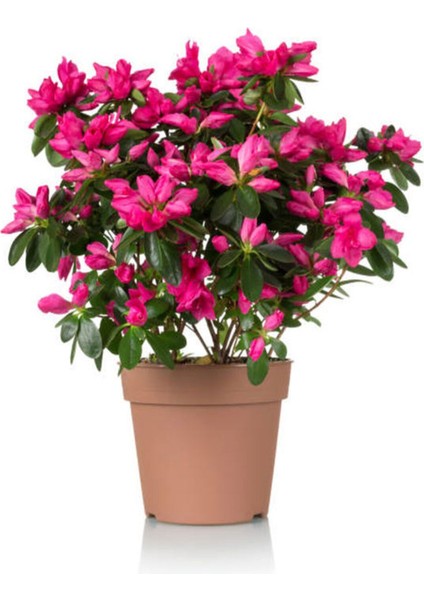 Videolu Kadınlar Gününe Özel Hüsnüyusuf Hediyeli Açelya Bitkisi (20 30CM)1 Adet Rhododendron
