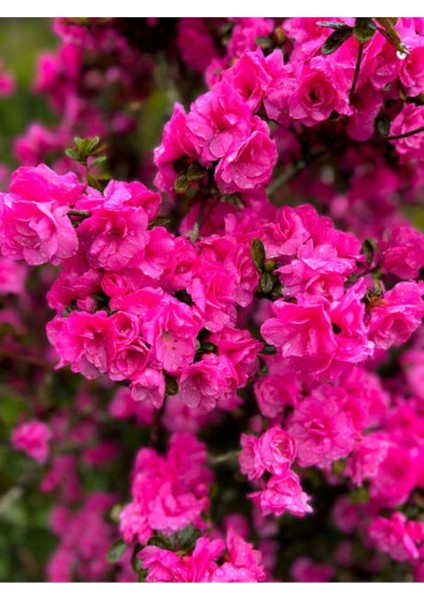 Videolu Kadınlar Gününe Özel Hüsnüyusuf Hediyeli Açelya Bitkisi (20 30CM)1 Adet Rhododendron