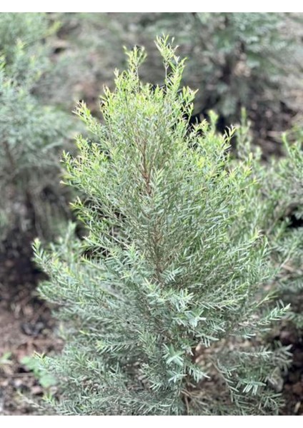 Videolu Leylandi ile Doğayı Bahçenize Getirin (40 60 Cm)1 Adet Saksılı Cupressocyparis Leylandii