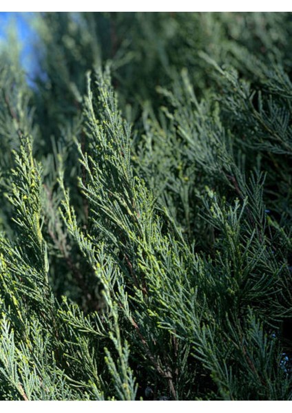 Videolu Leylandi ile Doğayı Bahçenize Getirin (40 60 Cm)1 Adet Saksılı Cupressocyparis Leylandii