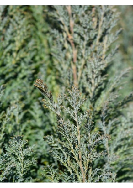 Videolu Leylandi ile Doğayı Bahçenize Getirin (40 60 Cm)1 Adet Saksılı Cupressocyparis Leylandii