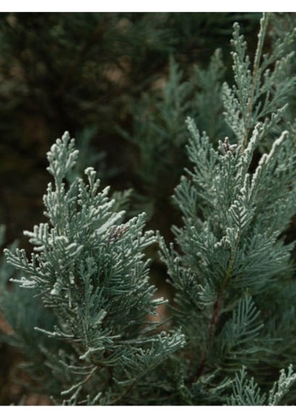 Videolu Leylandi ile Doğayı Bahçenize Getirin (40 60 Cm)1 Adet Saksılı Cupressocyparis Leylandii