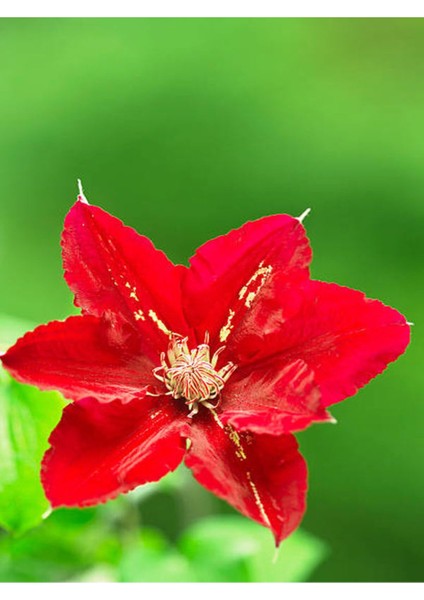 Videolu 1 Adet Sevgililer Gününe Özel Atatürk Çiçeği 30-40CM Saksılı Dikenler Tacı Hediye Poinsettia fiyatları