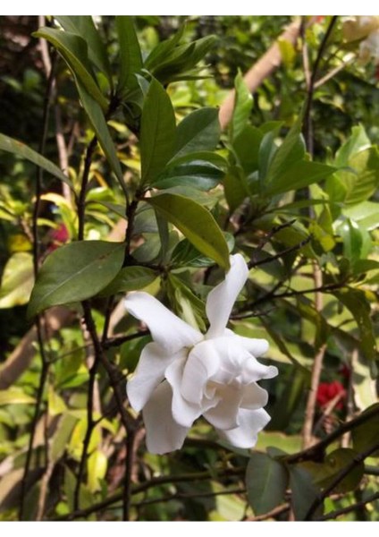 Videolu 1 Adet Beyaz Çiçekli Mis Kokulu Gardenya Çiçeği 20-30 cm Saksılı Iç Mekan Bitkileri Gardenia fiyatları