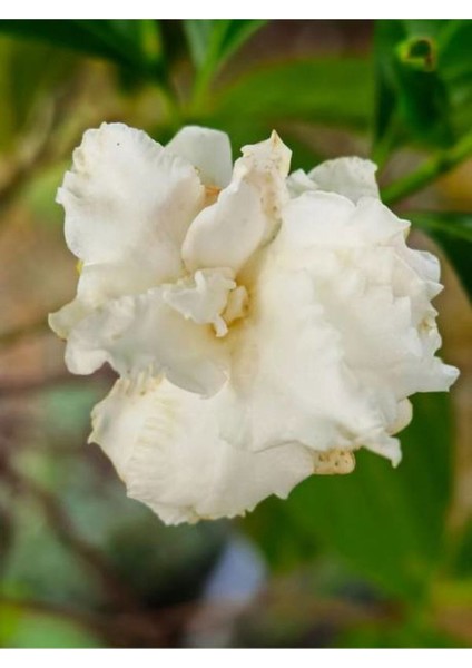 Videolu 1 Adet Beyaz Çiçekli Mis Kokulu Gardenya Çiçeği 20-30 cm Saksılı Iç Mekan Bitkileri Gardenia modelleri