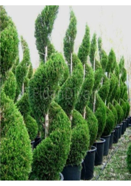 Videolu Leylandi Servi Bitkisi (50 70 Cm) 1 Adet Dış Mekan Bitkisi Cupressocyparis Leylandii