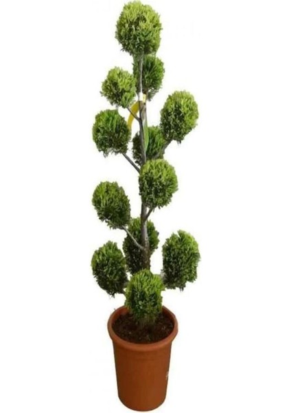 Videolu Leylandi Servi Bitkisi (50 70 Cm) 1 Adet Dış Mekan Bitkisi Cupressocyparis Leylandii
