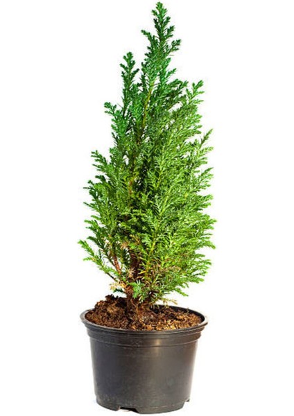 Videolu Leylandi Servi Bitkisi (50 70 Cm) 1 Adet Dış Mekan Bitkisi Cupressocyparis Leylandii
